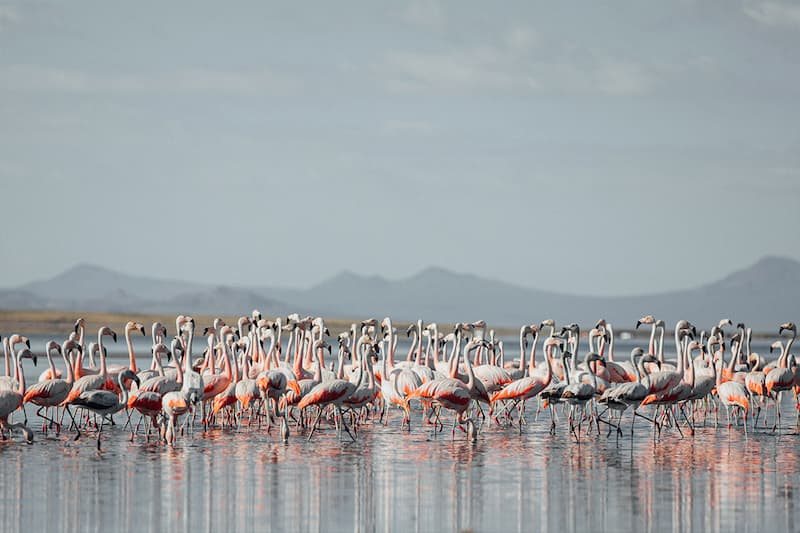 Paralelo 35 — flamencos en la orilla
